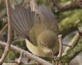 /album/my-local-birding-gallery/feb-2013-chiff-chaff-no-9-jpg/